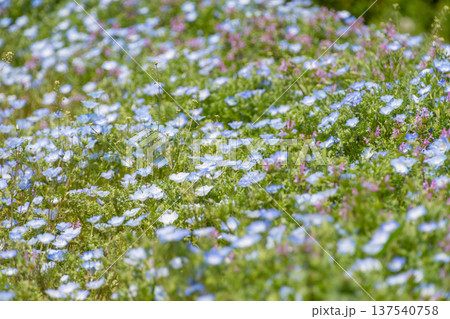 満開のネモフィラが広がる青い花畑の風景 満開のネモフィラが広がる青い花畑の風景 137540758