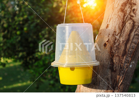 A fly trap hangs from a tree in an Egyptian hotel A fly trap hangs from a tree in an Egyptian hotel 137540813