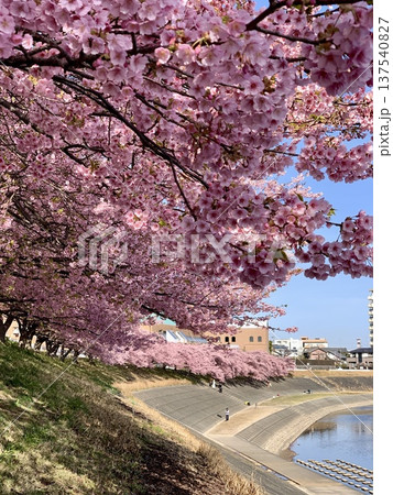 早春の青空に映える満開の桜並木(河津桜，葵桜)〈乙川左岸/愛知県岡崎市〉 137540827