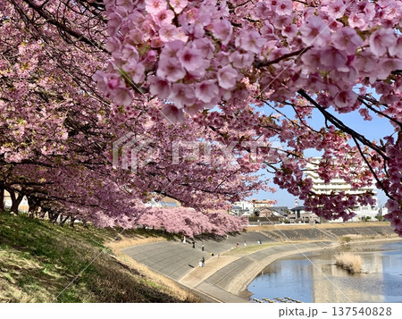 早春の青空に映える満開の桜並木(河津桜，葵桜)〈乙川左岸/愛知県岡崎市〉 137540828