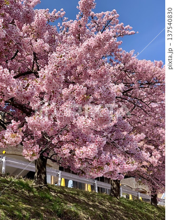 早春の青空に映える満開の桜並木(河津桜，葵桜)〈乙川左岸，竜美丘会館北/愛知県岡崎市〉 137540830