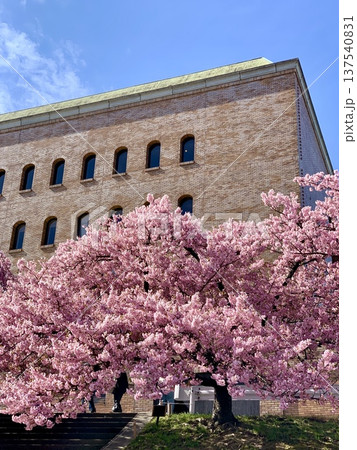 早春の青空に映える満開の桜並木(河津桜,葵桜)〈乙川左岸,竜美丘会館北/愛知県岡崎市〉 早春の青空に映える満開の桜並木(河津桜,葵桜)〈乙川左岸,竜美丘会館北/愛知県岡崎市〉 137540831