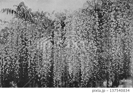 古写真　1894年　東京　亀戸天神社の藤棚 137540834