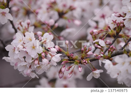 春の日差しを浴びる桜 137540975