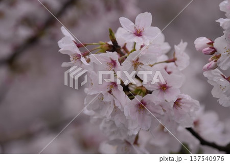 春の日差しを浴びる桜 137540976