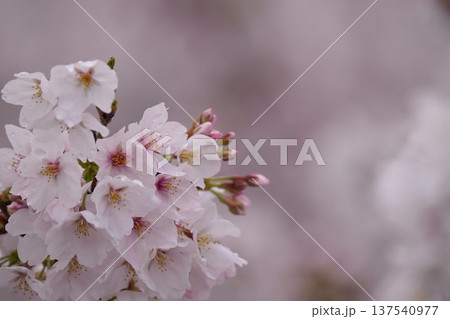 春の日差しを浴びる桜 春の日差しを浴びる桜 137540977