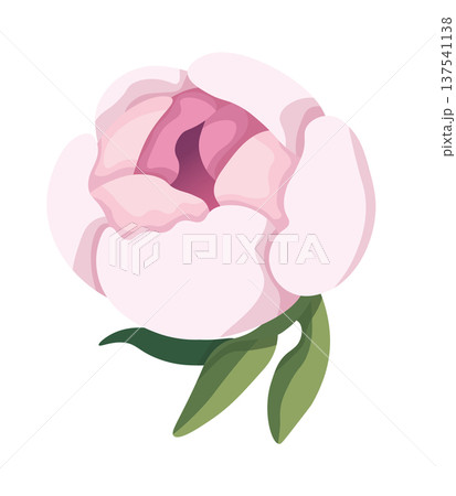 Pink peony. Vector clipart, illustration with isolated background. Pink peony. Vector clipart, illustration with isolated background. 137541138