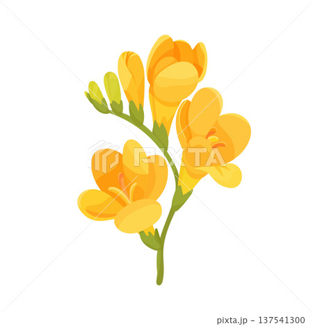 Freesia Double Yellow flower. Flat vector clipart, illustration with isolated background. 137541300