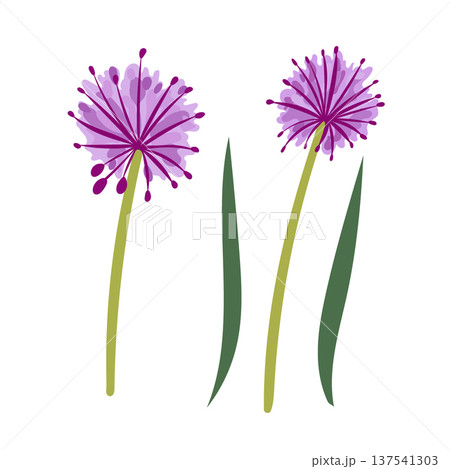 Onion flowers. Flat vector clipart, illustration with isolated background. 137541303