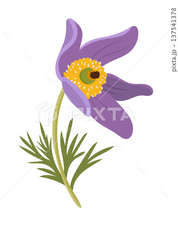 Pasque flower. Flat vector clipart illustration with isolated background. Pasque flower. Flat vector clipart illustration with isolated background. 137541378