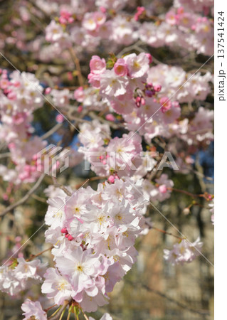 パリ・モンソー公園に咲く桜の花（2026年3月3日） 137541424