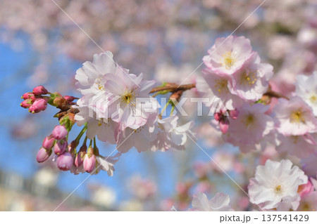 パリ・モンソー公園に咲く桜の花（2026年3月3日） 137541429