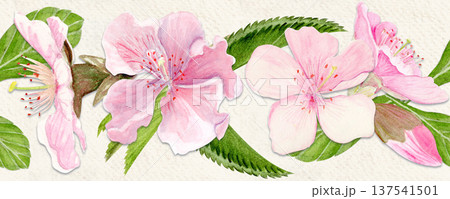 Sakura flowers horizontal seamless border watercolor, pink tones, hand-painted in natural botanical style. Perfect for wedding invitations, spring card, packaging, textile design. Beige textured paper 137541501