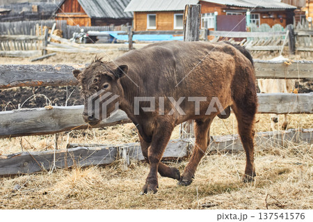 Brown bull walks in a rural farm enclosure. Domestic livestock animal grazing in a wooden fence paddock. Traditional agriculture and cattle breeding concept. Ranch scene on countryside. Brown bull walks in a rural farm enclosure. Domestic livestock animal grazing in a wooden fence paddock. Traditional agriculture and cattle breeding concept. Ranch scene on countryside. 137541576