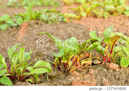 The first beet leaves in the garden. The first beet leaves in the garden. 137541689