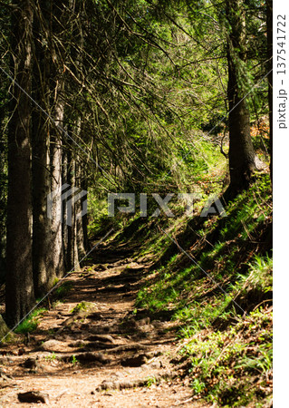 Discovering the tranquil forest path at midday with sunlight filtering through tall trees and a sense of adventure in every step 137541722