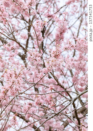 満開の桜 満開の桜 137541753