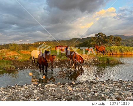 Red horses with long mane in field against sky with clouds 137541839