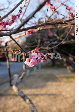 京都御苑　梅の花 137541849