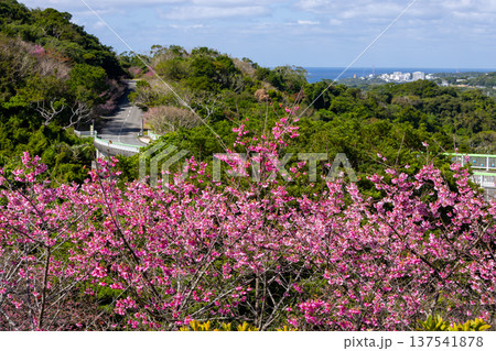 沖縄県国頭郡本部町 もとぶ八重岳桜まつりの早咲きの琉球寒緋桜とさくら越しの海 沖縄県国頭郡本部町 もとぶ八重岳桜まつりの早咲きの琉球寒緋桜とさくら越しの海 137541878