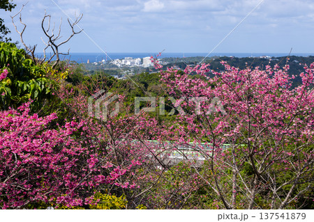 沖縄県国頭郡本部町 もとぶ八重岳桜まつりの早咲きの琉球寒緋桜とさくら越しの海 沖縄県国頭郡本部町 もとぶ八重岳桜まつりの早咲きの琉球寒緋桜とさくら越しの海 137541879