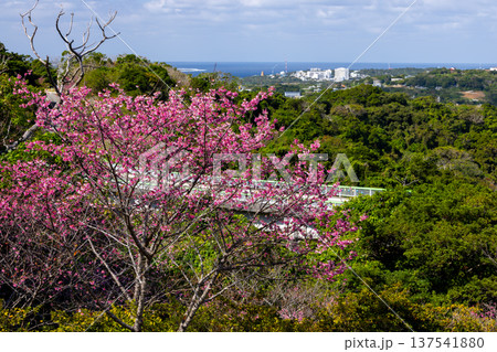 沖縄県国頭郡本部町 もとぶ八重岳桜まつりの早咲きの琉球寒緋桜とさくら越しの海 沖縄県国頭郡本部町 もとぶ八重岳桜まつりの早咲きの琉球寒緋桜とさくら越しの海 137541880