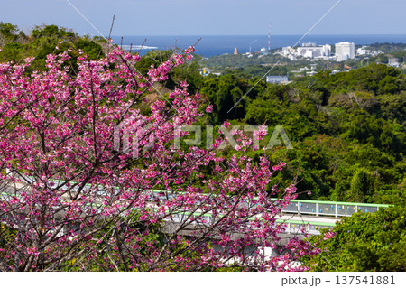沖縄県国頭郡本部町 もとぶ八重岳桜まつりの早咲きの琉球寒緋桜とさくら越しの海 沖縄県国頭郡本部町 もとぶ八重岳桜まつりの早咲きの琉球寒緋桜とさくら越しの海 137541881