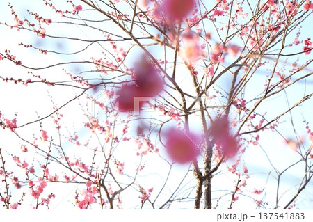 京都御苑 梅の花 京都御苑 梅の花 137541883