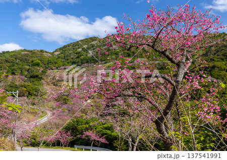 沖縄県国頭郡本部町 もとぶ八重岳桜まつりが行われる八重岳山頂付近の琉球寒緋桜のさくらの山 沖縄県国頭郡本部町 もとぶ八重岳桜まつりが行われる八重岳山頂付近の琉球寒緋桜のさくらの山 137541991