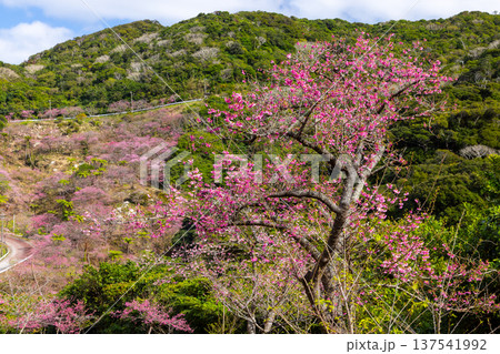 沖縄県国頭郡本部町　もとぶ八重岳桜まつりが行われる八重岳山頂付近の琉球寒緋桜のさくらの山 137541992