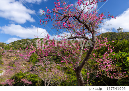 沖縄県国頭郡本部町 もとぶ八重岳桜まつりが行われる八重岳山頂付近の琉球寒緋桜のさくらの山 沖縄県国頭郡本部町 もとぶ八重岳桜まつりが行われる八重岳山頂付近の琉球寒緋桜のさくらの山 137541993