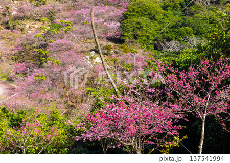 沖縄県国頭郡本部町　もとぶ八重岳桜まつりが行われる八重岳山頂付近の琉球寒緋桜のさくらの山 137541994