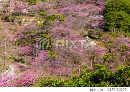 沖縄県国頭郡本部町　もとぶ八重岳桜まつりが行われる八重岳山頂付近の琉球寒緋桜のさくらの山 137541995