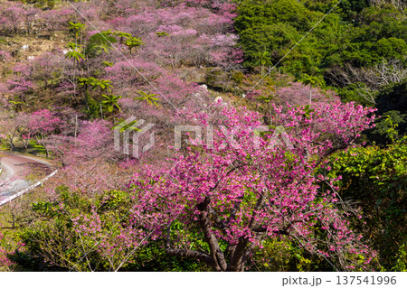 沖縄県国頭郡本部町　もとぶ八重岳桜まつりが行われる八重岳山頂付近の琉球寒緋桜のさくらの山 137541996