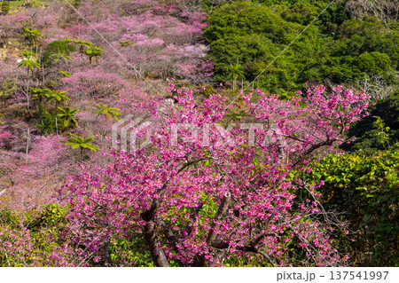 沖縄県国頭郡本部町 もとぶ八重岳桜まつりが行われる八重岳山頂付近の琉球寒緋桜のさくらの山 沖縄県国頭郡本部町 もとぶ八重岳桜まつりが行われる八重岳山頂付近の琉球寒緋桜のさくらの山 137541997