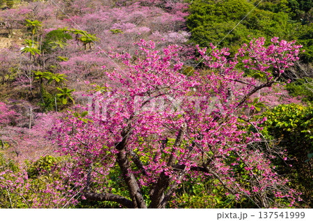 沖縄県国頭郡本部町 もとぶ八重岳桜まつりが行われる八重岳山頂付近の琉球寒緋桜のさくらの山 沖縄県国頭郡本部町 もとぶ八重岳桜まつりが行われる八重岳山頂付近の琉球寒緋桜のさくらの山 137541999