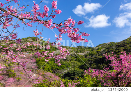 沖縄県国頭郡本部町　もとぶ八重岳桜まつりが行われる八重岳山頂付近の琉球寒緋桜のさくらの山 137542000