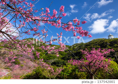 沖縄県国頭郡本部町 もとぶ八重岳桜まつりが行われる八重岳山頂付近の琉球寒緋桜のさくらの山 沖縄県国頭郡本部町 もとぶ八重岳桜まつりが行われる八重岳山頂付近の琉球寒緋桜のさくらの山 137542001