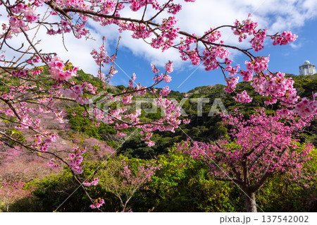 沖縄県国頭郡本部町 もとぶ八重岳桜まつりが行われる八重岳山頂付近の琉球寒緋桜のさくらの山 沖縄県国頭郡本部町 もとぶ八重岳桜まつりが行われる八重岳山頂付近の琉球寒緋桜のさくらの山 137542002