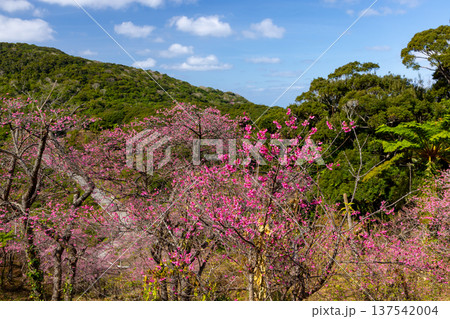 沖縄県国頭郡本部町　もとぶ八重岳桜まつりが行われる八重岳山頂付近の琉球寒緋桜のさくらの山 137542004