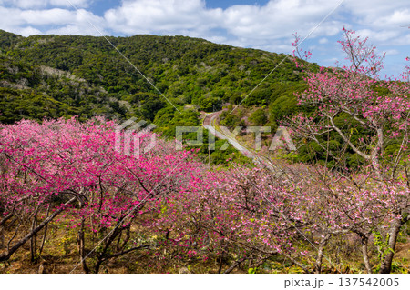 沖縄県国頭郡本部町 もとぶ八重岳桜まつりが行われる八重岳山頂付近の琉球寒緋桜のさくらの山 沖縄県国頭郡本部町 もとぶ八重岳桜まつりが行われる八重岳山頂付近の琉球寒緋桜のさくらの山 137542005