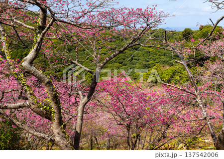 沖縄県国頭郡本部町 もとぶ八重岳桜まつりが行われる八重岳山頂付近の琉球寒緋桜のさくらの山 沖縄県国頭郡本部町 もとぶ八重岳桜まつりが行われる八重岳山頂付近の琉球寒緋桜のさくらの山 137542006
