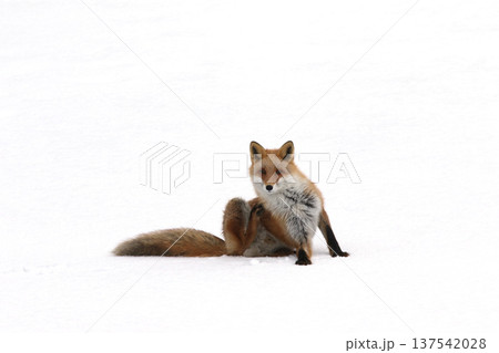 凍結した湖上でくつろぐ冬毛のキタキツネ　キツネ　狐　北海道自然　もふもふ 137542028