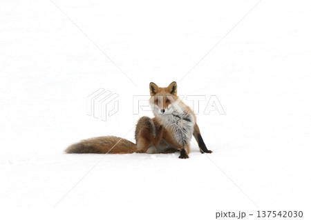 凍結した湖上でくつろぐ冬毛のキタキツネ　キツネ　狐　北海道自然　もふもふ 137542030