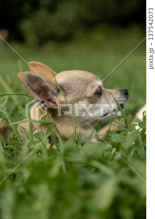 mall beige Chihuahua dog walks in the park or in the green forest, training and raising. mall beige Chihuahua dog walks in the park or in the green forest, training and raising. 137542073