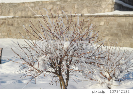 Small ornamental bush covered with thick hoarfrost in a sunny winter park 137542182