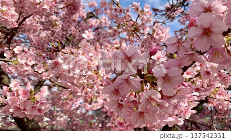 早春の青空に映える満開の河津桜(葵桜)〈乙川左岸/愛知県岡崎市〉 137542331