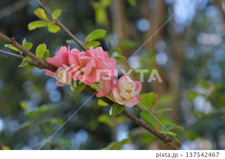 パリ・モンソー公園に咲くボケの花　春の花の風景（2026年3月初旬撮影） 137542467