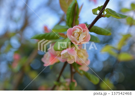パリ・モンソー公園に咲くボケの花　春の花の風景（2026年3月初旬撮影） 137542468