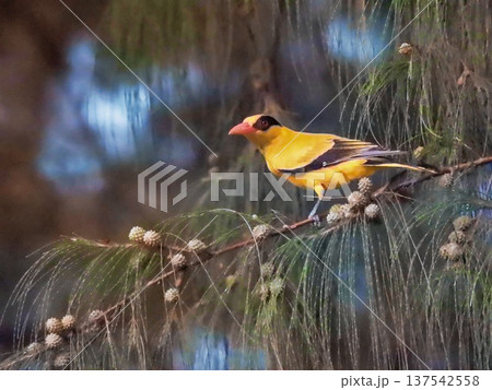 Black-naped Oriole bird, Oriolus chinensis, in a tree Black-naped Oriole bird, Oriolus chinensis, in a tree 137542558